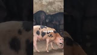 LA GALE PORCINE  est une maladie cutanée causée par un parasite spécifique au porc [upl. by Shaikh]