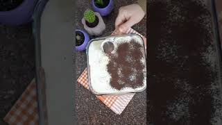 Orjinal Tiramisu Tarifi😋Original Tiramisu Recipe🍰shorts short shortvides shortvideo shortsvideo [upl. by Hilde]