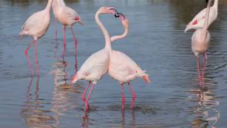 Flamant rose Phoenicopterus roseus  Greater Flamingo [upl. by Maharg666]