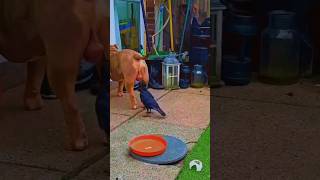 Bird Thought Dogs🥜Was Fruit😂 shorts funny animals [upl. by Ignatzia]