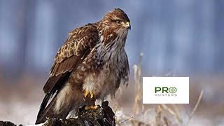 Common Buzzard Bird Sound Birds Call for Pro Hunters [upl. by Aldus]