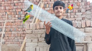 Birds Ki Jali La Aye 🥳 [upl. by Penhall]