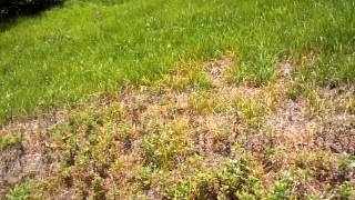 Mugwort weed control [upl. by Hpesoy54]