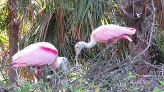 roseate spoonbill courtship beak clacking [upl. by Mather]