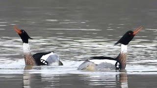 RedBreasted Merganser  Newtown 27022024 [upl. by Bolme]