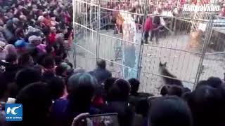 Tiger breaks out of cage during circus show in Shanxi China [upl. by Donielle427]