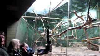 WhiteCheeked Gibbon Ethogram [upl. by Annalee958]