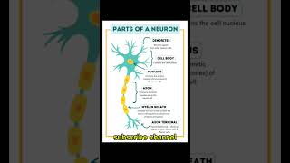 Parts of a Neuron with function [upl. by Edya]