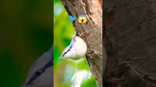 Wow Nuthatch bird 🐦 drilling the tree [upl. by Annatnom]