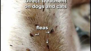 Removing Fleas [upl. by Ahseid]