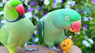 Alexandrine Parrot Eating Loquat  Talking Parrot Natural Sounds [upl. by Leanor745]