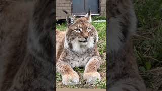 Handsome Lynx Marsel lynx bigcat [upl. by Han406]