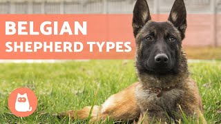 TYPES OF BELGIAN SHEPHERD  Names and Information [upl. by Elison420]