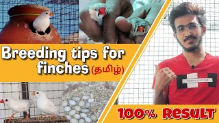 finches breeding tips in tamil 4Kதமிழ் finches bird tamil  bird farm tamil Finches farm in tamil [upl. by Almeda]