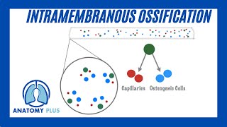 Intramembranous Ossification [upl. by Leinadnhoj]