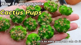 How To Propagate Cactus Offsets Gymnocalycium Best amp Easy Step by Step [upl. by Vogeley]