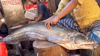 Amazing 10 kg Wallago attu Boal Fish Cutting amp Cleaning Skills Live  Fish Cutting Skills [upl. by Atilamrac]