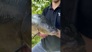 RSRBaits karpfenangeln feederfishing carpfishing angelnaufkarpfen boilies fishing carp [upl. by Allain831]