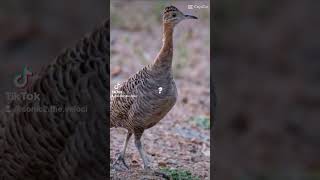 tinamou to the tallest bird to ever walk the Earth giant moa [upl. by Asyram]