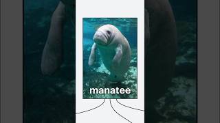 Manatees are the kindest animal manatee animals florida lucidchart alligator sealife [upl. by Ymas]