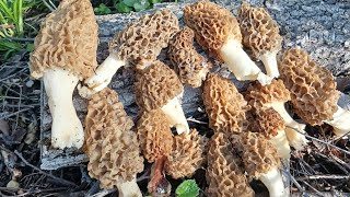 morel mushrooms 2024 Michigan [upl. by Fahey]