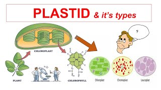 Plastid amp Its Types  Chloroplast Chromoplast Leucoplast  Fundamental Unit of Photosynthesis [upl. by Euqirat73]