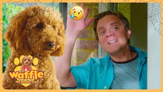 Waffle Misses Doug 🐶 🥺  Wale The Wonder Dog  Full Episode Compilation for Kids  Cute amp Fun [upl. by Giustino]