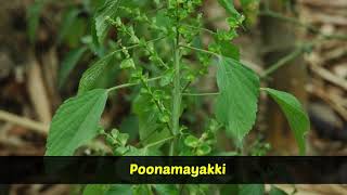 Medicinal Plants  Acalypha indica  Kuppaimeni [upl. by Evyn]