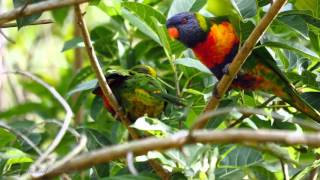 Rainbow Lorikeet Trichoglossus haematodus  Allfarblori 5 [upl. by Amsirhc]