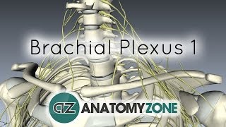 Brachial Plexus  Branches  3D Anatomy Tutorial [upl. by Maggee149]