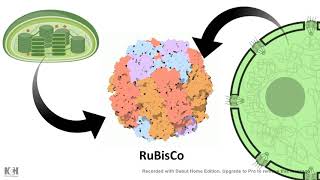 Rubisco mechanism of action Carboxylase vs Oxygenase [upl. by Murielle98]