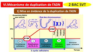 Mécanisme de duplication de lADN  mise en évidence de la duplication de lADN شرح بالداريجة 2SVT [upl. by Anerac]