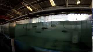 Lake Malawi  Cichlids Farm [upl. by Yrad71]