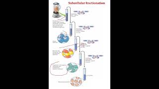 Process of Subcellular fractionation education cellbiologyscience shortvideo shortsfeed shots [upl. by Crockett]