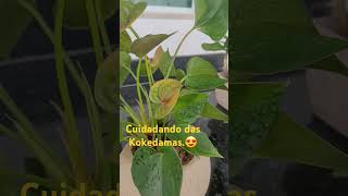 Cuidando das Kokedamas😍 [upl. by Tacye817]