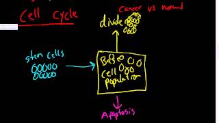 32  Tissue Repair  Stem cells the cell cycle overview G1 S G2 mitosis phases [upl. by Azilanna966]