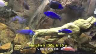 Best African Cichlid GenusSpecies Identification Video Ive seen [upl. by Froehlich]