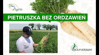 Ograniczanie ordzawienia pietruszki białej [upl. by Aenea]