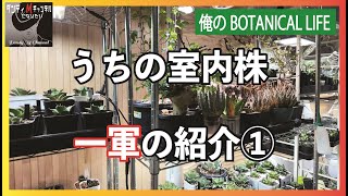 部屋育成のアガベなど一軍の紹介part１ アガベの白鯨などのネームドチタノタ・オテロイ・・・今も増え続けています [upl. by Capp]