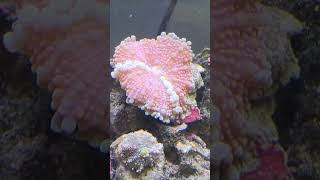 Feeding Yuma Mushroom Coral Timelapse [upl. by Virg]