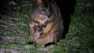 Pademelon Wallaby With Joey in Pouch [upl. by Perrins]