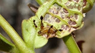 Science Bulletins Fire Ants Raise Brazilian Butterflies [upl. by Marler665]