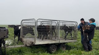 Tagging Cows Calving Cows and Feeding Silage [upl. by Nilre]