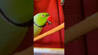 Cute Parrot Mittu Eating talkingparrot mittu parrot food indianringneck [upl. by Deuno]