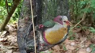 Yellow breasted fruit dove  Agum om  1 catch  Chillspotter TV channel [upl. by Tennek959]