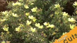 Springtime wildflower blooms in Namaqualand South Africa [upl. by Emlynne]