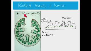 AS Biology  xerophytes [upl. by Jed]