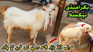 Friday Taxila Bakra Mandi Latest Update 26 January 2024 [upl. by Ferreby132]