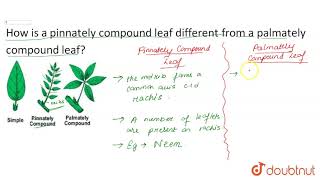 How is pinnately compound leaf different from palmately compound leaf [upl. by Acinahs799]