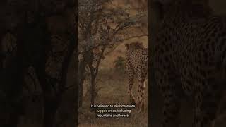 The Anatolian leopard facts wildlife hayvanlar animals reels lion discovery tiktokvideo [upl. by Goddard]